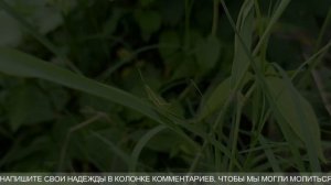 💰МНОГО ДЕНЕГ ПРИДЕТ К ТЕБЕ | ВСЕЛЕННАЯ ПОМОЖЕТ ТЕБЕ ОБРЕСТИ БОГАТСТВО, ПРОЦВЕТАНИЕ | Сура Ар-Рахман