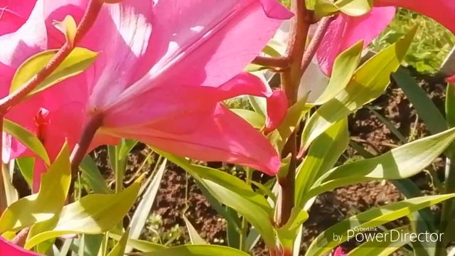 ЦВЕТЕНИЕ ЛИЛИЙ ?Цветение лилий продолжается!//Делюсь красотой!!! Дача, август 2019. смотреть онлайн