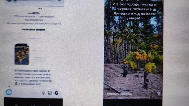 Что за коричневые пятна на листьях, фотографиями которых необразованные люди активно делятся?