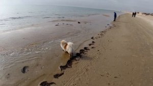 Анапа. Море вместо школы. Морской зверь. Чуть про квартиры. Замерзший Можепсин.