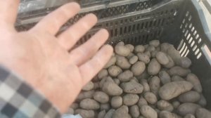 Купить Сарпо Мира картофель уже в продаже на сайте Помидом весна 2021, картофель дикий Аня, Озетт..