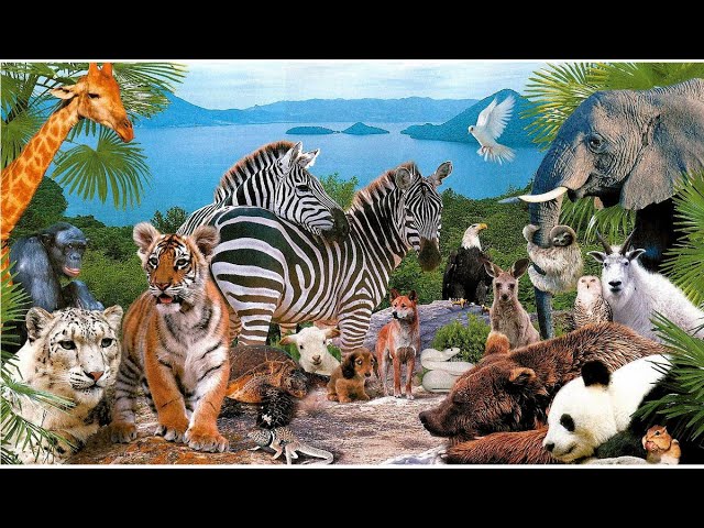Звуки животных для детей/Лев/Лошадь/Тигр/Леопард/Зебра