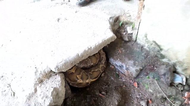 KING PYTHON63 | Spider-Man and Pitbull Hunter Confront Giant Python