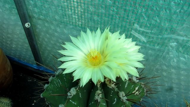 Astrophytum ornatum Cactus Plant from Buds to Blooms - The Bishop's Cap, Monk's Hood cactus смотреть онлайн