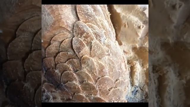 Набор сверл из быстрорежущей стали для резьбы по дереву смотреть онлайн