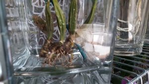 Каттлея без корней?! Уже с корнями и ростом. Получена 03.03.17