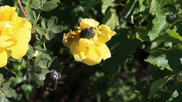 БРОНЗОВКА ЗОЛОТИСТАЯ (Cetonia aurata)