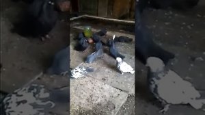 Голуби Донецка. Приобретение и разведение голубей. Питомник Рыбина Валерия Алексеевича.