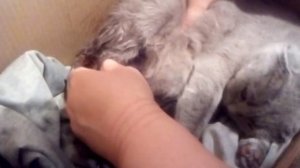 Роды  Шотландской кошки