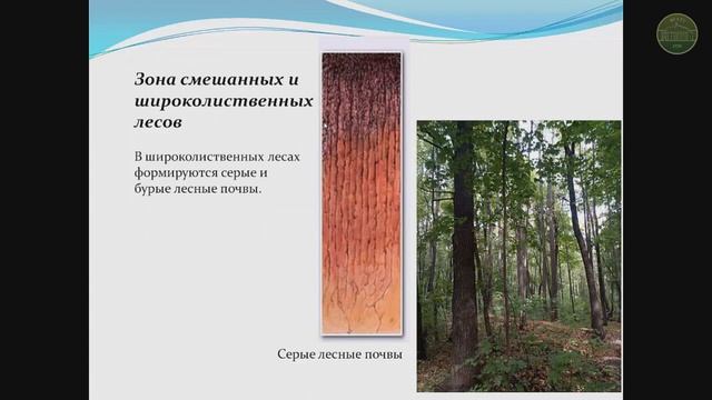 Тихонова Е.Н. Классификация почв. География почв России