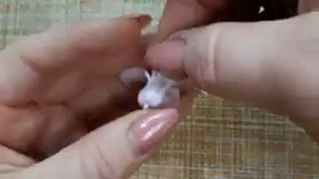 Разбор гиацинта смотреть онлайн