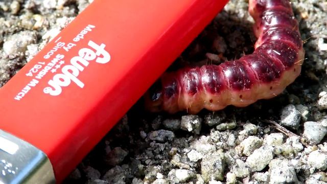 Крупная гусеница Древоточец Пахучий, Cossus cossus