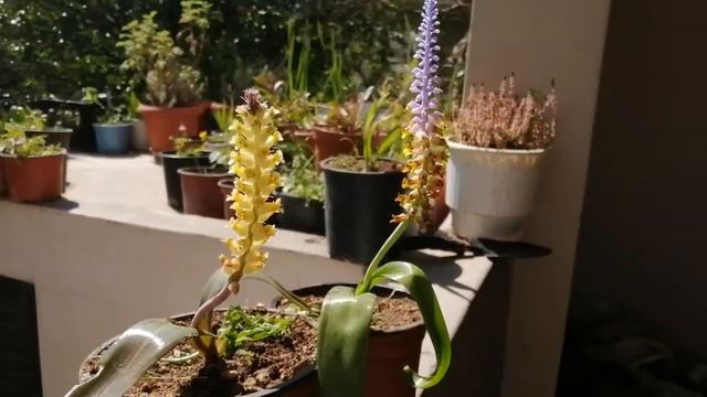 Lachenalia orchioides & Lachenalia mutabilis vanskouflora смотреть онлайн