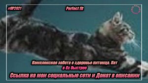 Perfect Fit — «Комплексная забота о здоровье питомца. Кот» в 8х быстрее | PRO Рекламу