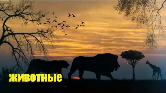 Топ 15 животных набирающие лайки #5 смотреть онлайн