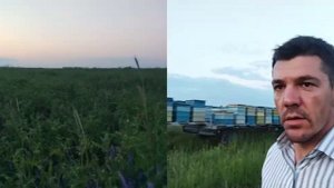 Вика мохнатая (полевая). Хороший медонос или нет?