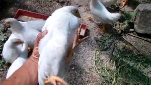 Выращивание несушек Ломан Вайт от цыпленка до первого яйца в 4 месяца