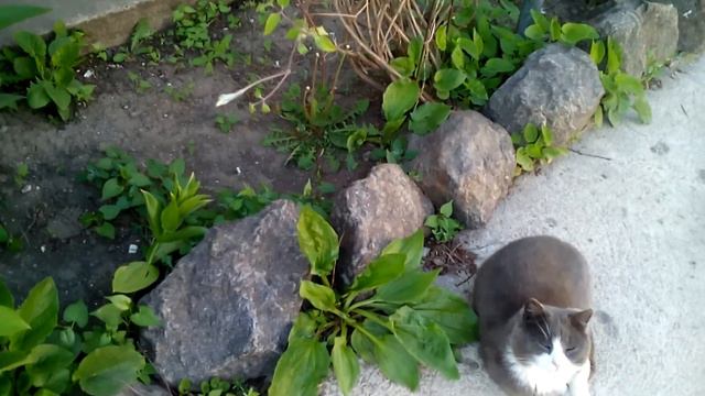 Древовидный пион смотреть онлайн