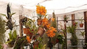 Dendrobium Stardust 'Firebird'