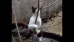 Коты под валерьянкой! УГАРНАЯ подборка!Funny Cats Compilation