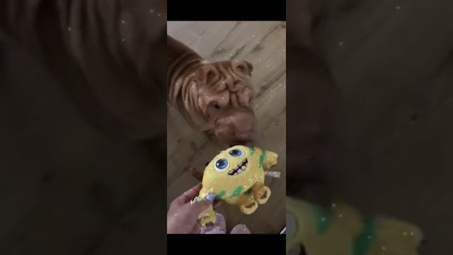 Шарпей✌ смотреть онлайн