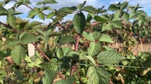 ЕЖЕВИКА НАТЧЕЗ! КРУПНАЯ ЯГОДА! ОБЗОР! +РЕМОНТАНТНЫЙ СОРТ ПРАЙМ ДЖИМ!