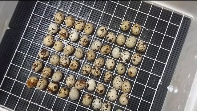 Инкубация, на примере перепелов!