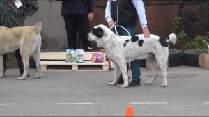 Выставка алабаев.СПб 17.05.2015. Юниоры - кобели.