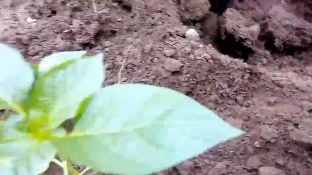 Садим болгарский перец и баклажаны в поликарбонатной теплице, готовим грунт под посадку смотреть онлайн