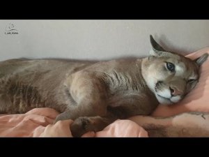 Как мурчит пума. 10 минут релакса с Месси