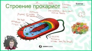 Тема 6: Отличия прокариот от эукариот