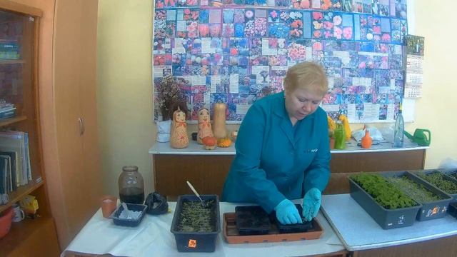 Как провести пикировку Вербены. Выращиваем Вербену гибридную из семян.