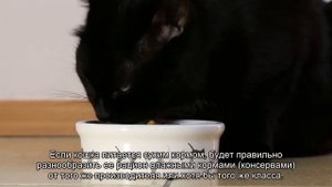 Кошка отказывается от еды: что делать?