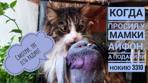 Как легко поймать голубя и удивить сову с котом? Как отучить голубей от привычки прилететь на окно?