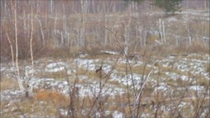 Охота на тетерева с нарезным оружием