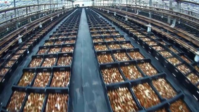 Установка оборудования. Выгонка 3 млн тюльпанов. Тюльпаны оптом к 8 марта. Бизнес на тюльпанах.