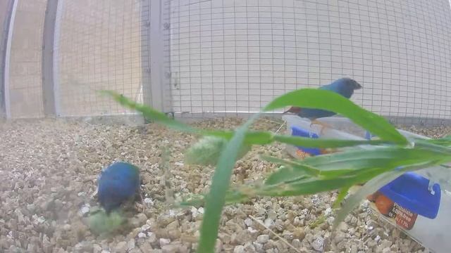 Erythrura tricolor (tricolor parrot finch)