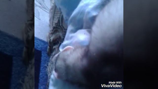 Сёма в детстве, Сёма Хорь смотреть онлайн