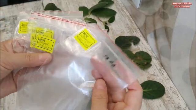 МОИ ГЛОКСИНИИ ?КАК УКОРЕНИТЬ  ЛИСТОМ ? ПРОСТО ? БЫСТРО и ЭКОНОМНО