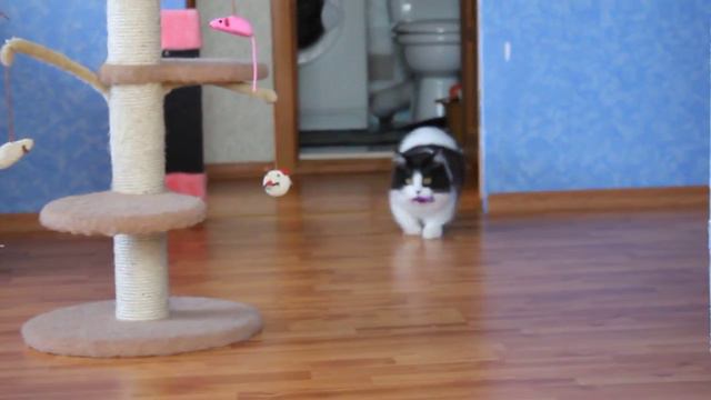 Котопес смотреть онлайн