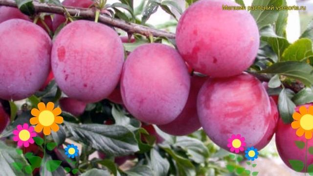 Алыча обыкновенная, лекарственная. Краткий обзор, описание prunus rossica кубанская комета смотреть онлайн