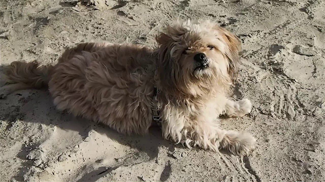 luna едет купаться смотреть онлайн