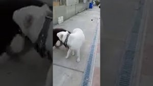 ТИБЕТСКИЙ МАСТИФ И АЛАБАЙ. РЕАЛЬНЫЙ БОЙ.