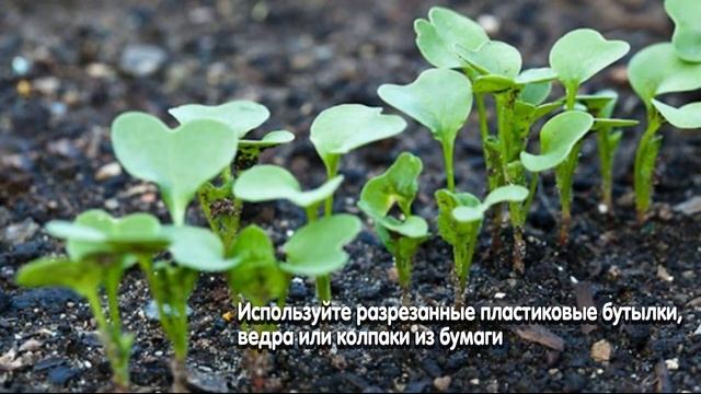 10 ОГОРОДНЫХ ДЕЛ, КОТОРЫМИ СТОИТ ЗАНЯТЬСЯ в МАЕ смотреть онлайн