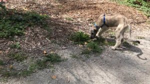 irish wolfhound galloping around Everett Crowley Park [2020-08-30]