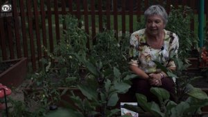 Правильная Подкормка Баклажан ? Улучшение урожая Баклажан ? Советы От Хитсад ТВ