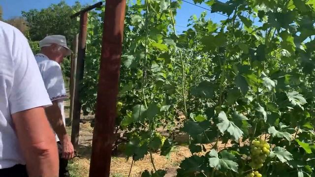 Товарный виноград, Горлов Н. А. в гостях у Вевы В. М. смотреть онлайн