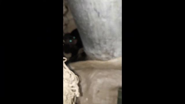 Дикая норка во дворе. Первое "знакомство" с ней у собак смотреть онлайн