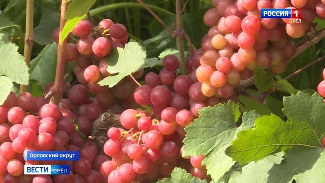 Сладка ягода. Советы опытного виноградаря