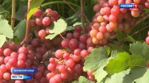 Сладка ягода. Советы опытного виноградаря